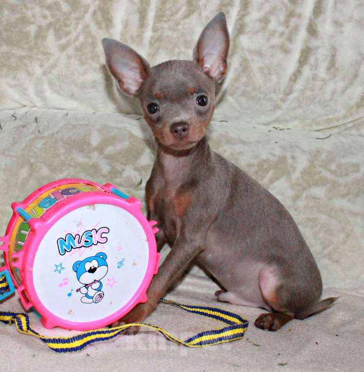 Собаки в Волгограде: Лиловые мальчики мини Мальчик, 45 000 руб. - фото 1