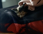 Кошки в Люберцах: Котенок в хорошие руки Девочка, Бесплатно - фото 4