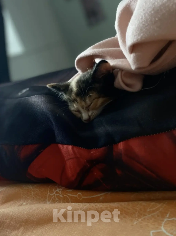 Кошки в Люберцах: Котенок в хорошие руки Девочка, Бесплатно - фото 4