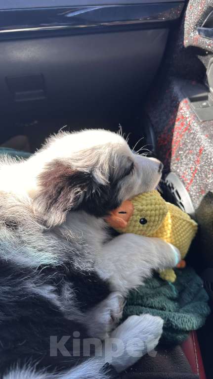 Собаки в Малоярославце: Щенок бордер колли Мальчик, Бесплатно - фото 3