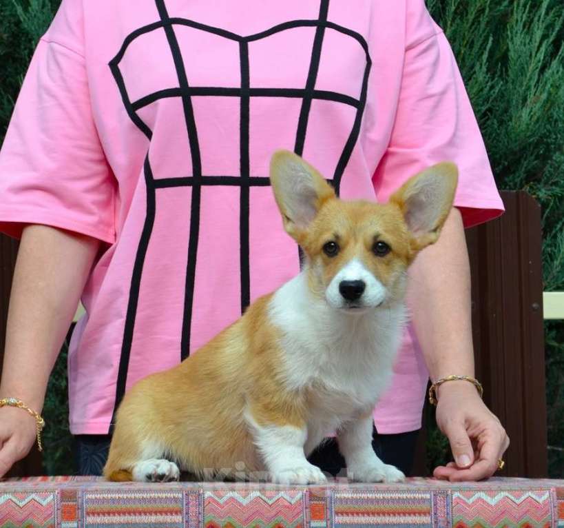 Собаки в Липецке: Липстар Алисия Лилу Девочка, Бесплатно - фото 2