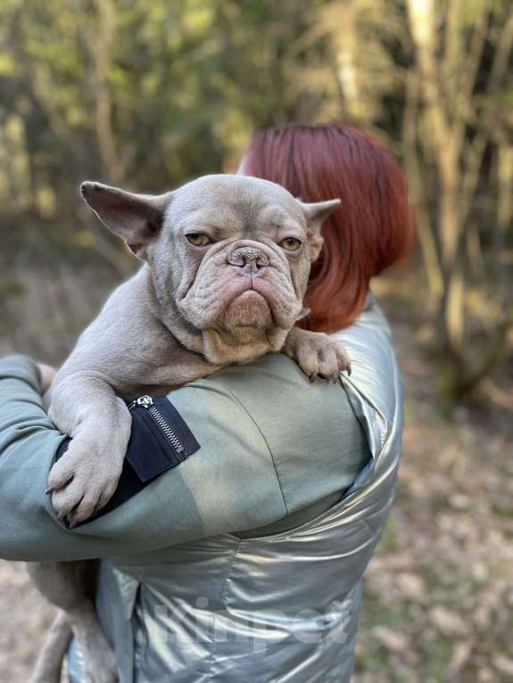 Собаки в других городах Московской области: Вязка французский бульдог Мальчик, Бесплатно - фото 3
