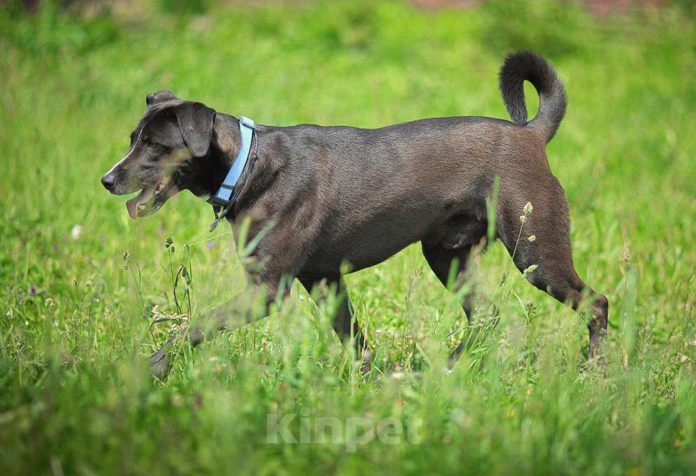 Собаки в Москве: Настоящий джентельмен Мальчик, Бесплатно - фото 2