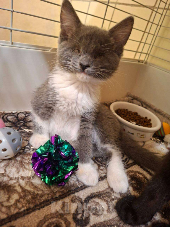 Кошки в Москве: Особенные котята ищут дом Разнополые, Бесплатно - фото 5