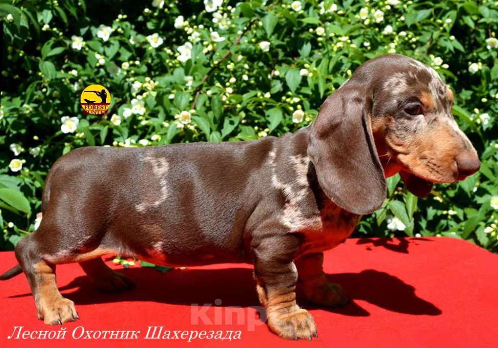 Собаки в Москве: Щенок таксы стандартной Девочка, 50 000 руб. - фото 2