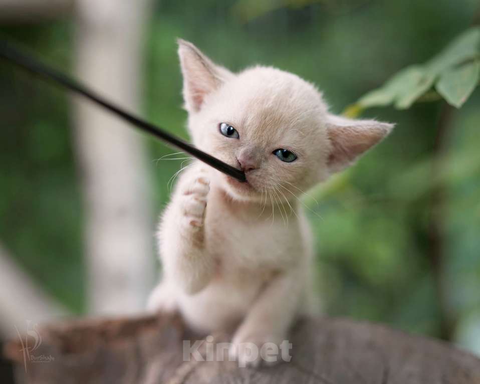 Кошки в Москве: Европейская Бурма лиловый Мальчик Мальчик, Бесплатно - фото 2