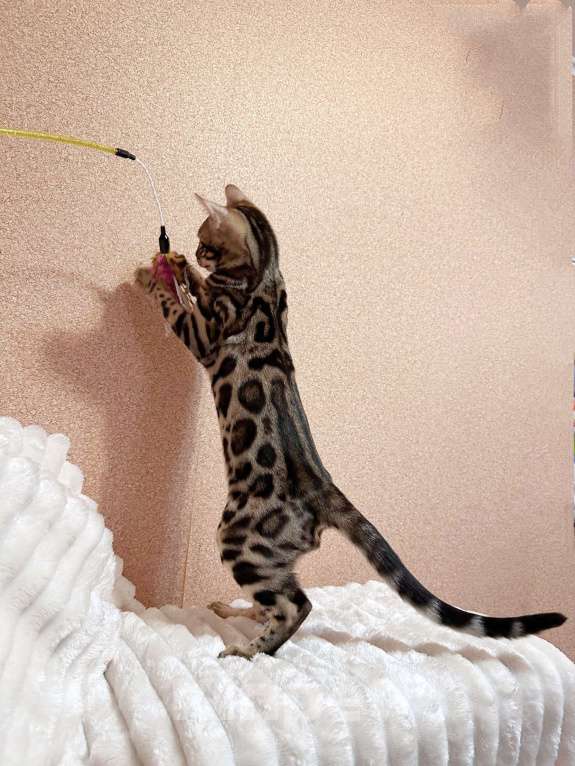 Кошки в Омске: Мегаласковый бенгальский котик  Мальчик, 55 000 руб. - фото 9