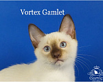 Кошки в Москве: Тайский котик Vortex Gamlet шоколад-пойнт Мальчик, 60 000 руб. - фото 1