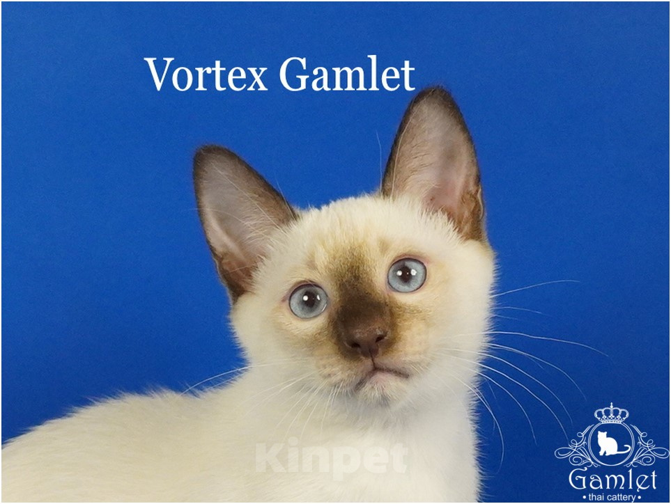 Кошки в Москве: Тайский котик Vortex Gamlet шоколад-пойнт Мальчик, 60 000 руб. - фото 1