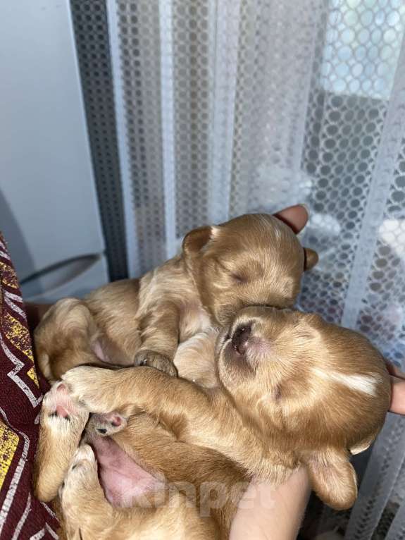 Собаки в Воронеже: Мальтипу щенки Мальчик, Бесплатно - фото 2