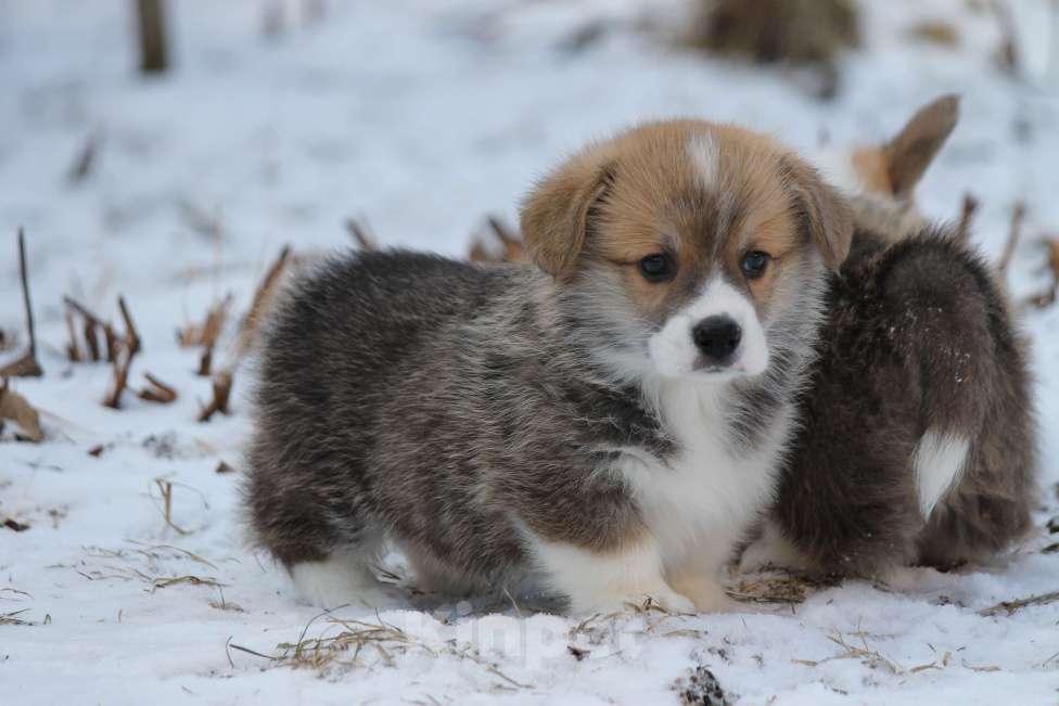 Собаки в Одинцово: Вельш Корги Пемброк Мальчик, 60 000 руб. - фото 2