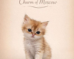 Кошки в Москве: Британские длинношерстные золотые котята Разнополые, Бесплатно - фото 4