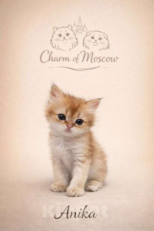 Кошки в Москве: Британские длинношерстные золотые котята Разнополые, Бесплатно - фото 4
