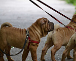 Собаки в Калуге: Кобель. Окрас красный олений. Готов к переезду Мальчик, 22 000 руб. - фото 3