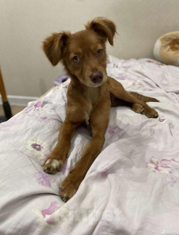 Собаки в Балашихе: Щенок ксолоитцкуинтли мини Мальчик, 10 000 руб. - фото 1