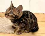 Кошки в Москве: Бенгальский котенок  Девочка, 50 000 руб. - фото 10