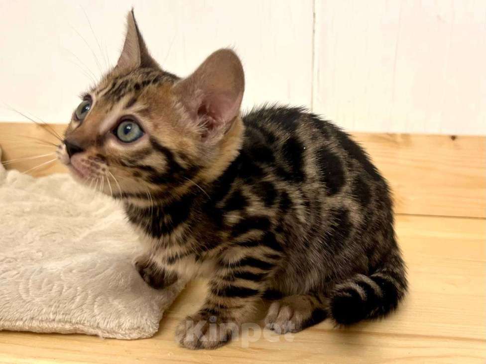 Кошки в Москве: Бенгальский котенок  Девочка, 50 000 руб. - фото 10