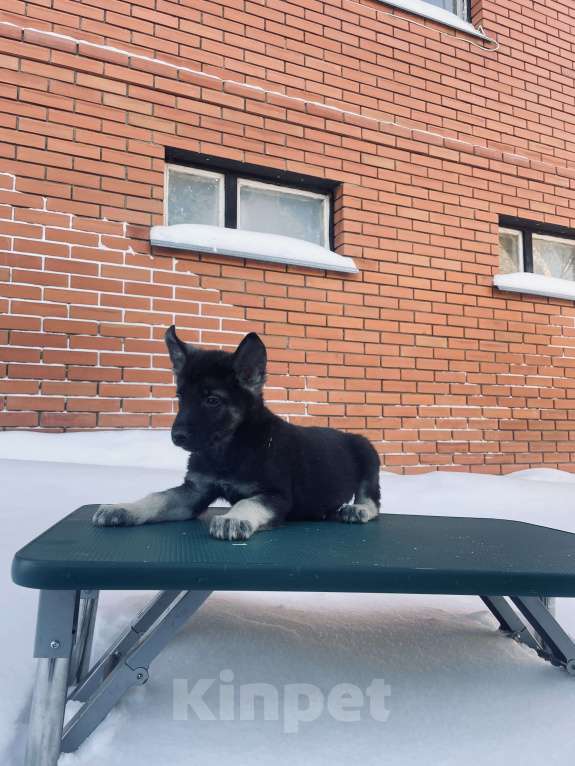 Собаки в Туле: Кобель ВЕО Мальчик, 60 000 руб. - фото 4