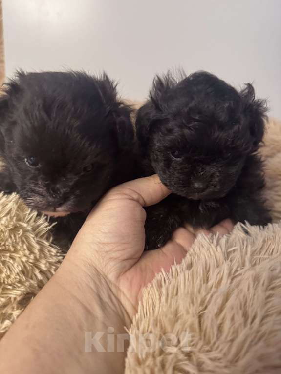 Собаки в Воронеже: Девочки мальтипу Девочка, 90 000 руб. - фото 5