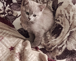 Кошки в Петровске: Продам котят Мальчик, Бесплатно - фото 3