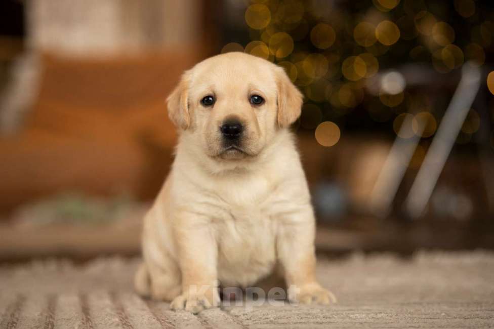 Собаки в Санкт-Петербурге: IRISLAV CREATIVE Мальчик, 140 000 руб. - фото 3