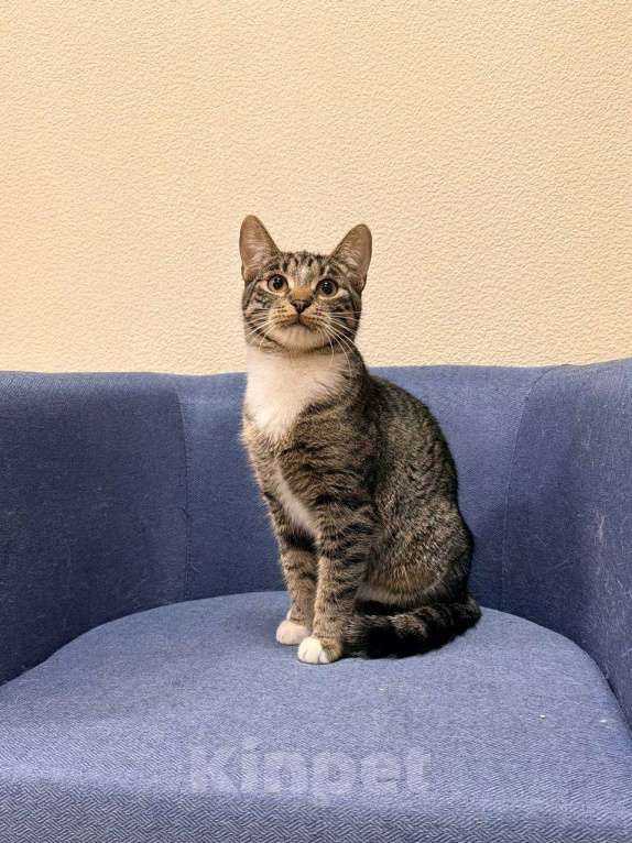 Кошки в Москве: котенок Барс ищет дом Мальчик, Бесплатно - фото 10