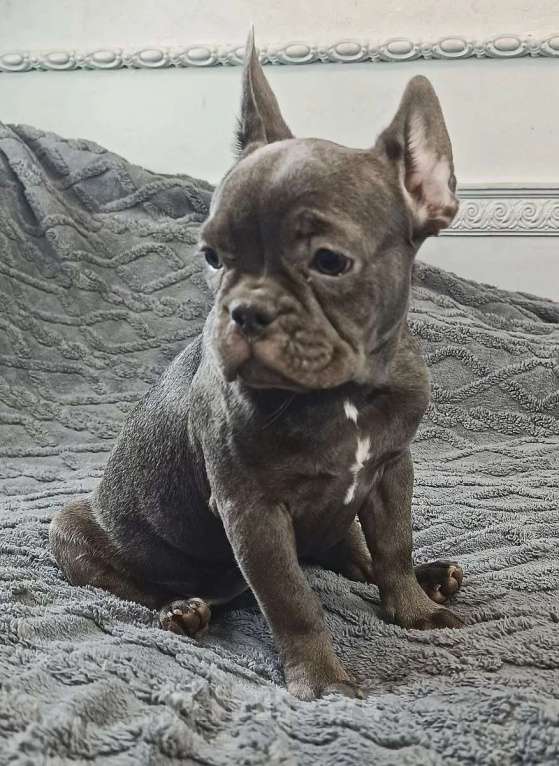 Собаки в Балашихе: Породистые щенки французских бульдогов Девочка, 100 000 руб. - фото 1