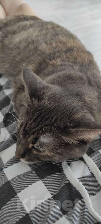 Кошки в Москве: Кошечка ищет нового хозяина Девочка, Бесплатно - фото 3