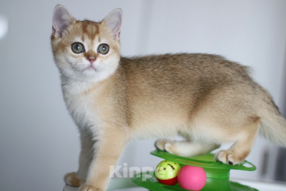 Кошки в Москве: Delphina Девочка, 30 000 руб. - фото 3