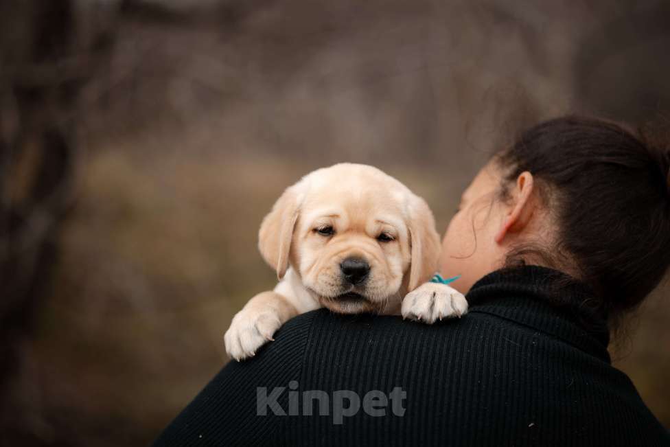 Собаки в Новороссийске: щенки в питомнике Астер Либерти Лабро Мальчик, Бесплатно - фото 3