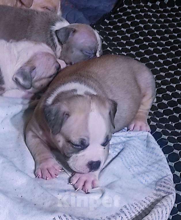 Собаки в Москве: Мальчики и девочки американский булли. Разнополые, 70 000 руб. - фото 2