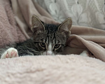 Кошки в Ореховом-Зуево: Котенок в добрые руки Мальчик, Бесплатно - фото 2