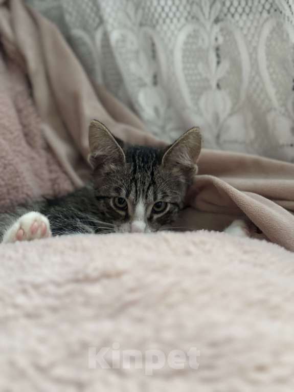 Кошки в Ореховом-Зуево: Котенок в добрые руки Мальчик, Бесплатно - фото 2