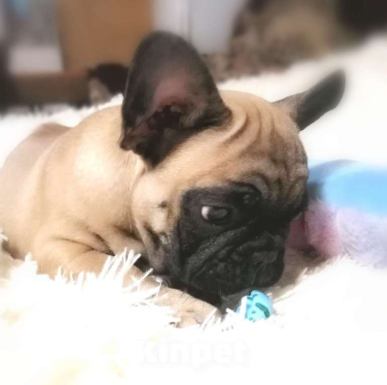 Собаки в Находке: Французский бульдог! Шикарная красотка! КВАДРО генетика!  Девочка, Бесплатно - фото 4