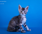 Кошки в других городах Карелии: Котенок мейн-кун девочка Девочка, 45 000 руб. - фото 1