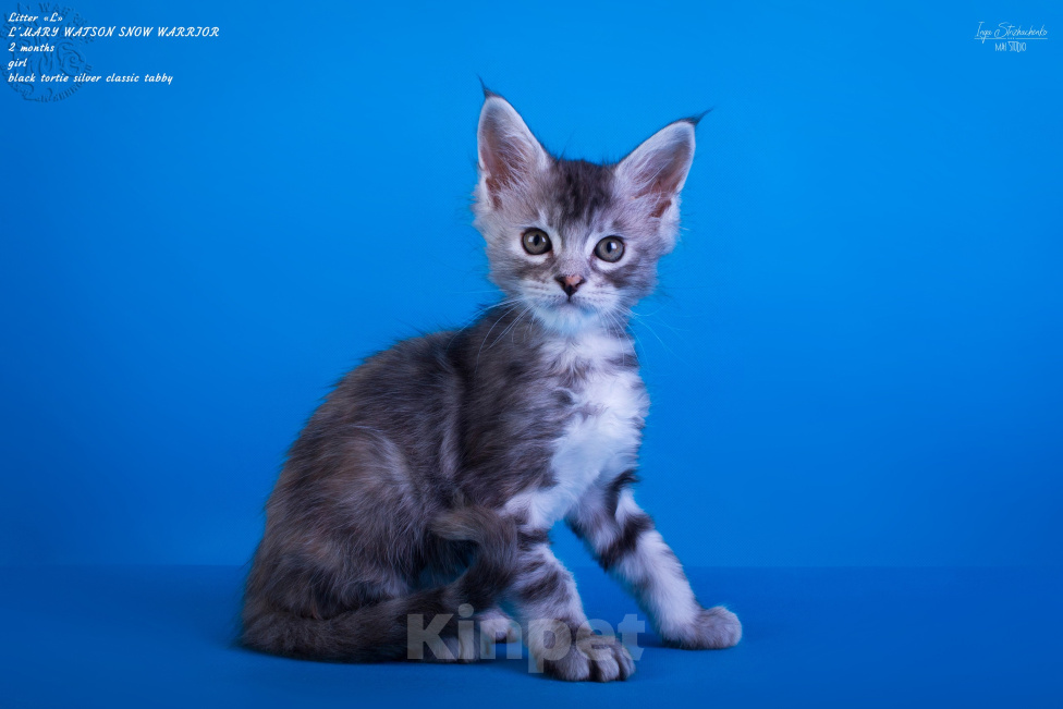 Кошки в других городах Карелии: Котенок мейн-кун девочка Девочка, 45 000 руб. - фото 1