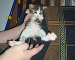 Кошки в Нижнем Новгороде: Котёнок в добрые руки  Мальчик, Бесплатно - фото 1