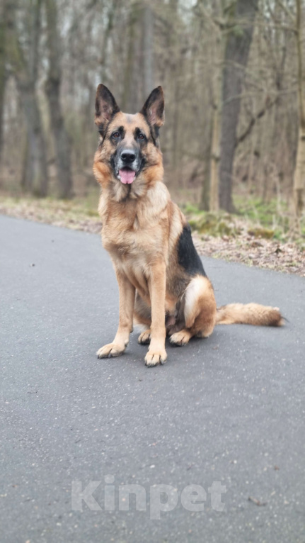 Собаки в Москве: Шикарные щенки немецкой овчарки Девочка, Бесплатно - фото 1