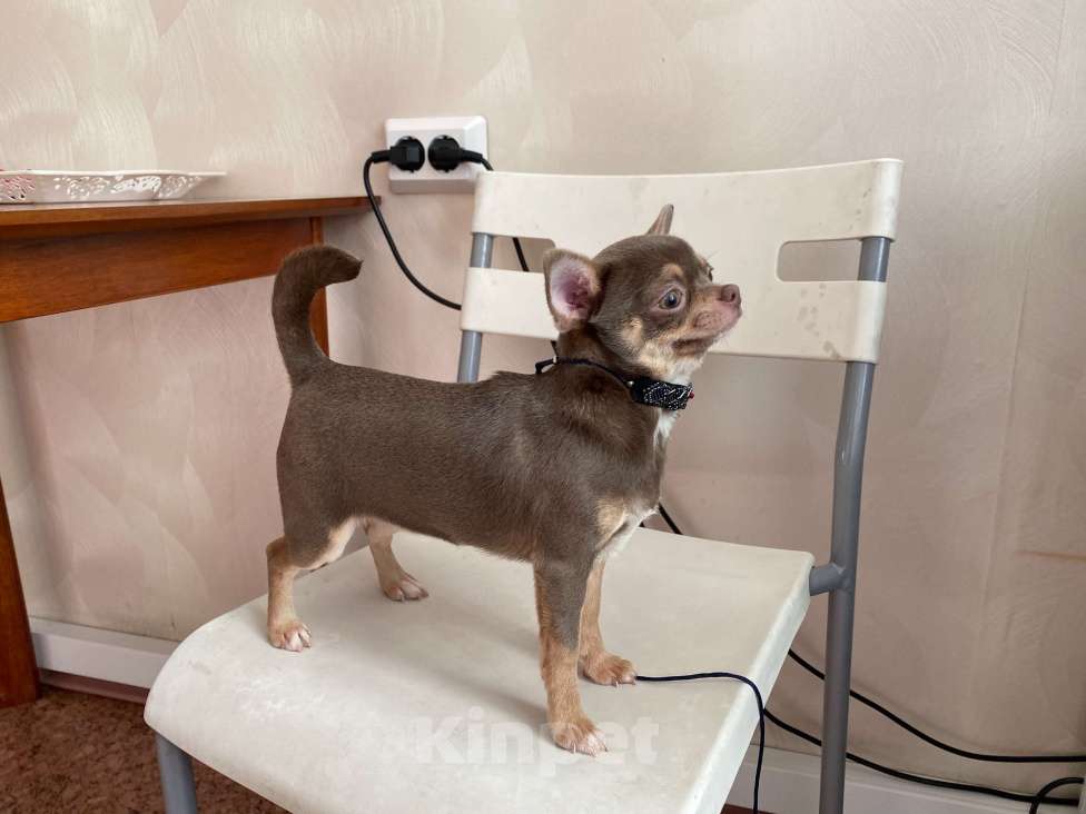 Собаки в Москве: Продаётся чихуахуа лилово-подпалого окраса девочка Девочка, 45 000 руб. - фото 2
