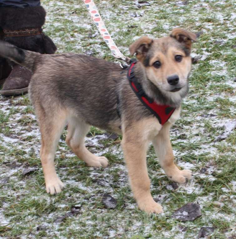 Собаки в Москве: Малышка Нюша очень ждет своего родного ЧЕЛОВЕКА. Девочка, Бесплатно - фото 2