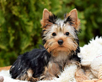 Собаки в Ярославле:  Йоркширский терьер Мальчик, 22 000 руб. - фото 1