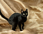 Кошки в Троицке: Супер ласковая, ручная кошка в дар Девочка, Бесплатно - фото 6