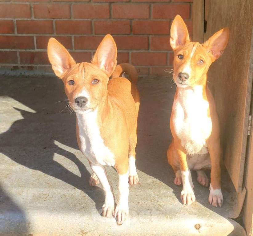 Собаки в Красноармейске: Щенки басенджи Мальчик, 35 000 руб. - фото 2