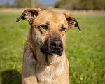 Собаки в Солнечногорске: Арамис - собака друг и компаньон Мальчик, Бесплатно - фото 3