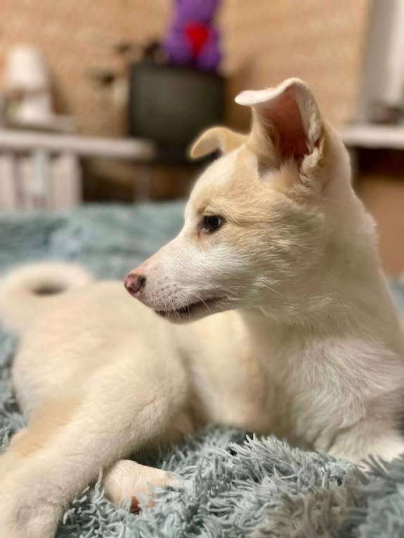 Собаки в Лосином-Петровском: Пинки ,якутенок с розовым носом Девочка, Бесплатно - фото 8