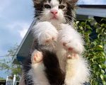 Кошки в Домодедово: Котята мейнкун , 50 000 руб. - фото 7