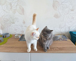 Кошки в Кропоткине: Шотландские котята  Девочка, 3 500 руб. - фото 6