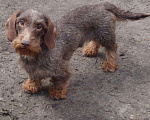Собаки в Пензе: кобели на вязку, 1 руб. - фото 4