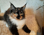Кошки в Оленегорске: Мейн-кун кошечка, 15 000 руб. - фото 6