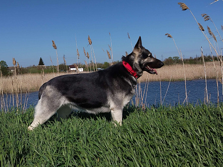 Щенок Восточноевропейской овчарки